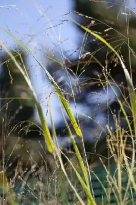 PANICUM virgatum 'Squaw' - image 3