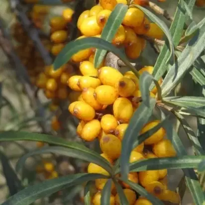 HIPPOPHAE rhamnoides - image 2