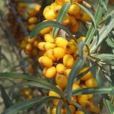 HIPPOPHAE rhamnoides - image 2