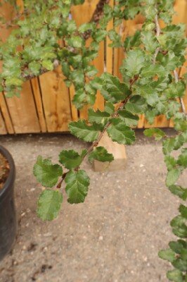 NOTHOFAGUS antarctica - image 2