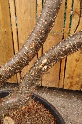 NOTHOFAGUS antarctica - image 3