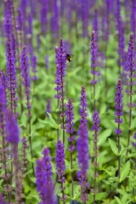 SALVIA nemorosa 'Caradonna' - image 2