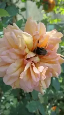 ROSA 'Aloha' - image 2