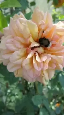 ROSA 'Aloha' - image 3
