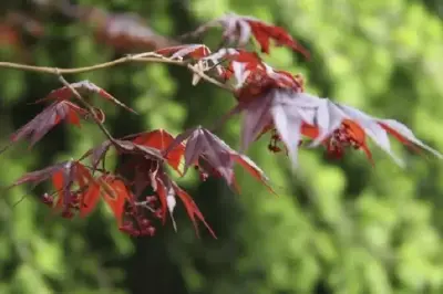 ACER palmatum 'Bloodgood' - image 3