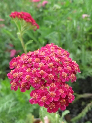 ACHILLEA millefolium 'Red Velvet' - image 2