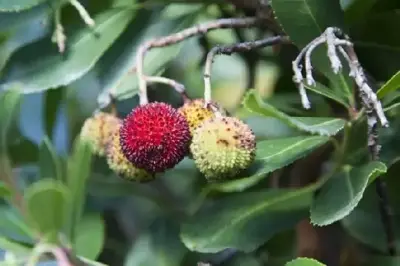 ARBUTUS unedo - image 3