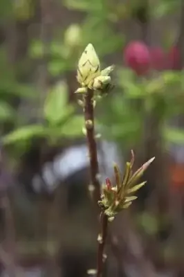 AZALEA 'Northern Hi-Lights' - image 1