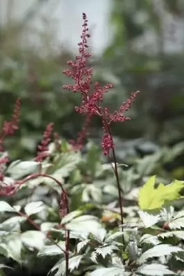 ASTILBE x arendsii 'Fanal'