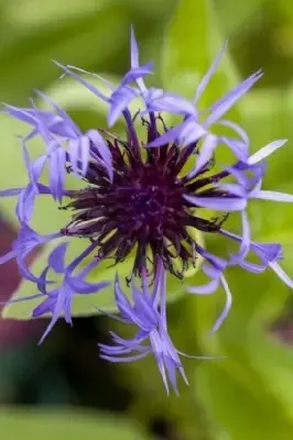 CENTAUREA montana - image 2