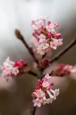 VIBURNUM x bodnantense 'Charles Lamont' - image 2