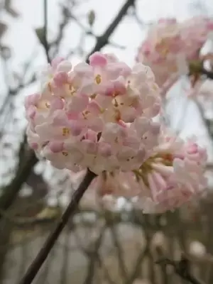 VIBURNUM x bodnantense 'Charles Lamont' - image 4