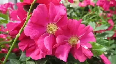 ROSA 'Berkshire' - image 2