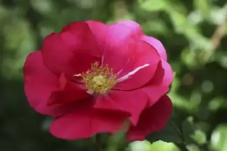 ROSA 'Berkshire' - image 3