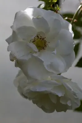 ROSA 'Climbing Iceberg'