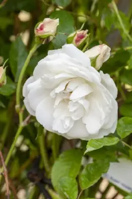 ROSA 'Climbing Iceberg' - image 2