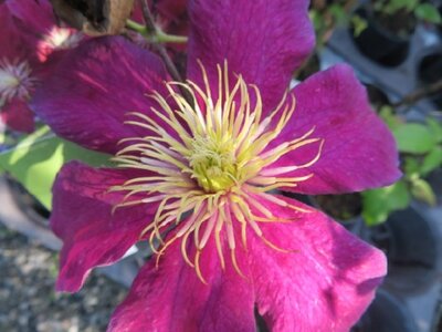 CLEMATIS 'Niobe' - image 2