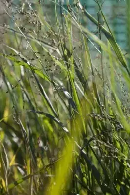 PANICUM virgatum 'Heavy Metal' - image 3