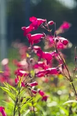 PENSTEMON 'Andenken An Friedrich Hahn' - image 2
