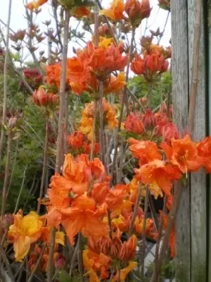 AZALEA 'Glowing Embers' - image 2