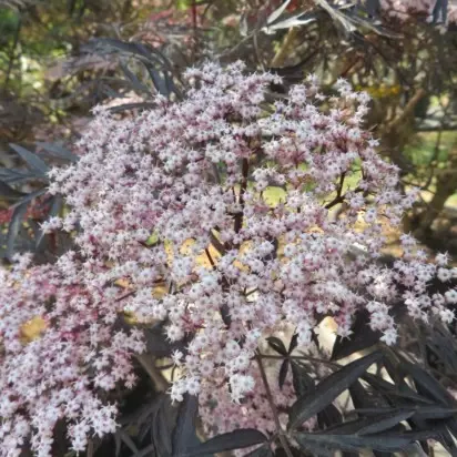 SAMBUCUS nigra 'Black Lace' - image 2