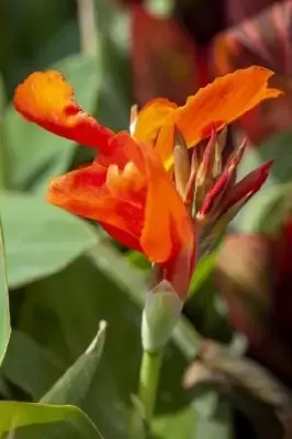 CANNA mixed - image 2