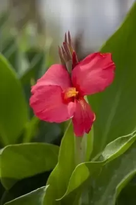 CANNA mixed - image 3