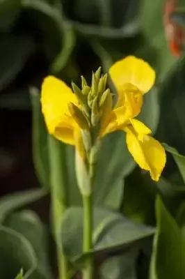 CANNA mixed - image 4