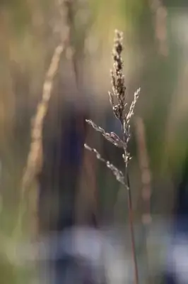 MOLINIA caerulea 'Edith Dudszus' - image 6