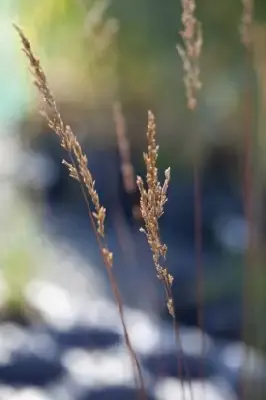 MOLINIA caerulea 'Edith Dudszus' - image 7