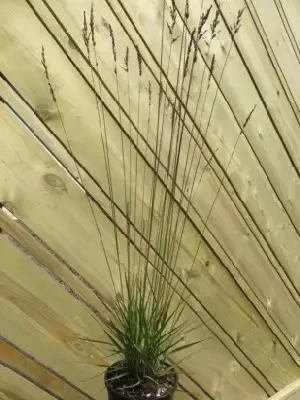 MOLINIA caerulea 'Edith Dudszus' - image 2