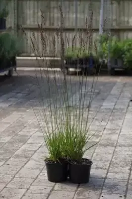 MOLINIA caerulea 'Edith Dudszus' - image 3