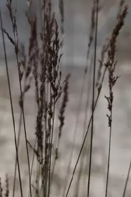 MOLINIA caerulea 'Edith Dudszus' - image 4