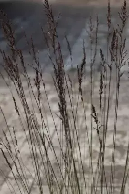 MOLINIA caerulea 'Edith Dudszus' - image 5