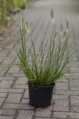 PENNISETUM alopecuroides 'Hameln' - image 7