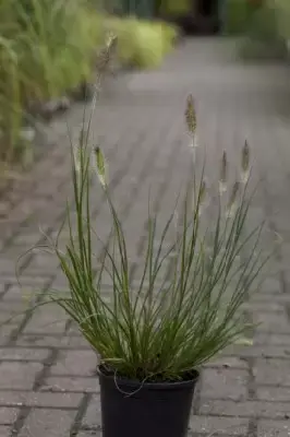 PENNISETUM alopecuroides 'Hameln' - image 8