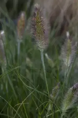 PENNISETUM alopecuroides 'Hameln' - image 9