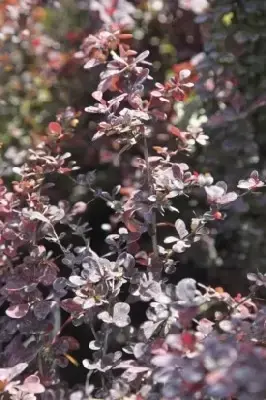 BERBERIS thunbergii 'Harlequin' - image 2