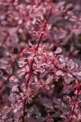 BERBERIS thunbergii 'Harlequin' - image 3