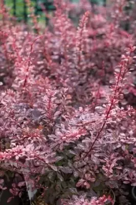 BERBERIS thunbergii 'Harlequin' - image 4