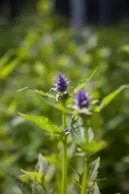 AGASTACHE 'Blue Fortune'