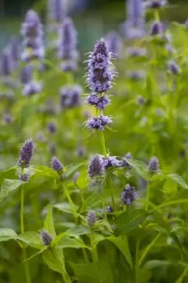 AGASTACHE 'Blue Fortune' - image 3