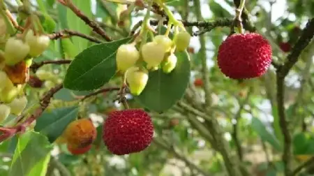 ARBUTUS unedo - image 1