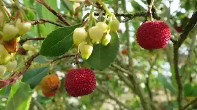 ARBUTUS unedo