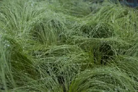 STIPA tenuissima - image 2