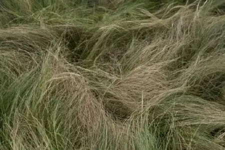 STIPA tenuissima - image 3