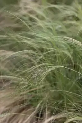 STIPA tenuissima - image 4