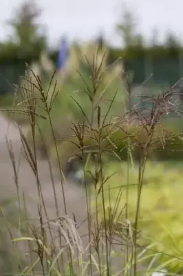 MISCANTHUS sinensis 'Ferner Osten' - image 6
