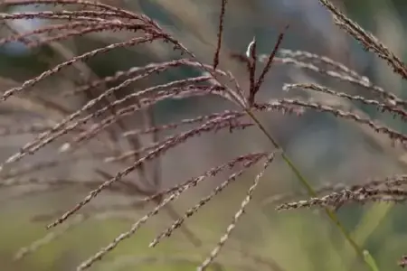 MISCANTHUS sinensis 'Ferner Osten' - image 7