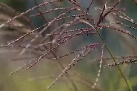 MISCANTHUS sinensis 'Ferner Osten' - image 8